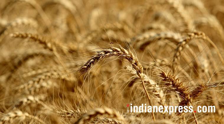 coronavirus, Coronavirus India Lockdown, wheat growers Madhya Pradesh, wheat   Procurement farmers, wheat farners, punjab wheat farmers, crop Procurement 