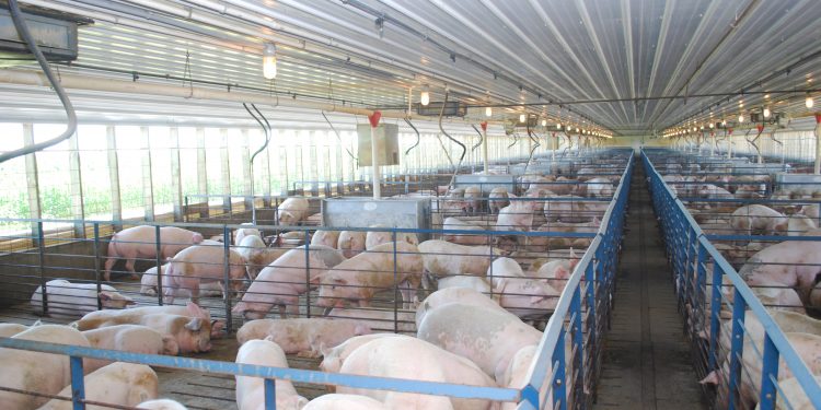 United States hog inventory up 4%