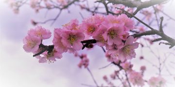 New from week beginning 16th March –