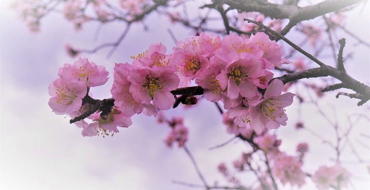 New from week beginning 16th March –