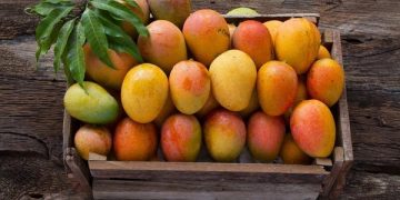 Dachser Mexico Keeps Mango Exports Flowing to Europe with Weekly Air Freight Service