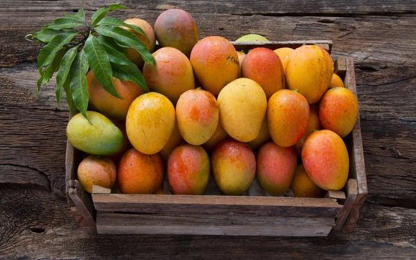 Dachser Mexico Keeps Mango Exports Flowing to Europe with Weekly Air Freight Service