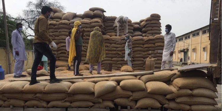 India’s Wheat Procurement at a Record High
