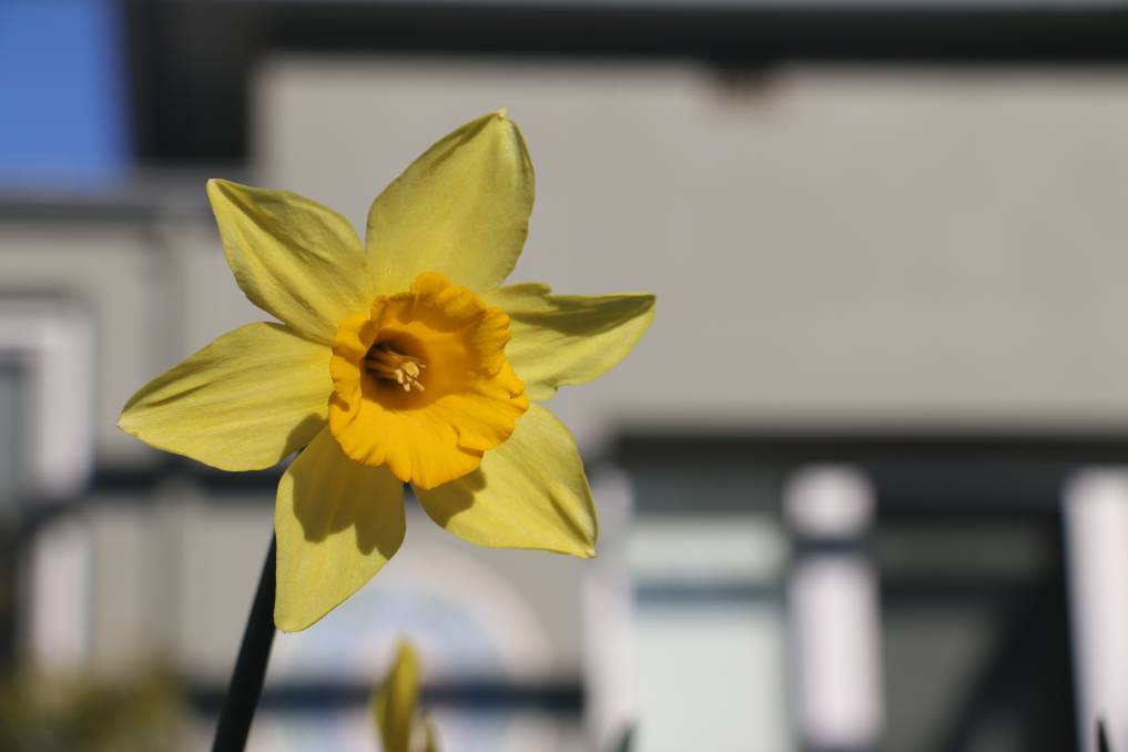 Daffodil Day will be held on August 28 this year. Picture: Jessica McLaughlin Daffodil Day will be held on August 28 this year. Picture: Jessica McLaughlin