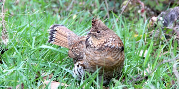 Grouse in Wisconsin again higher in WNV exposure than neighboring states