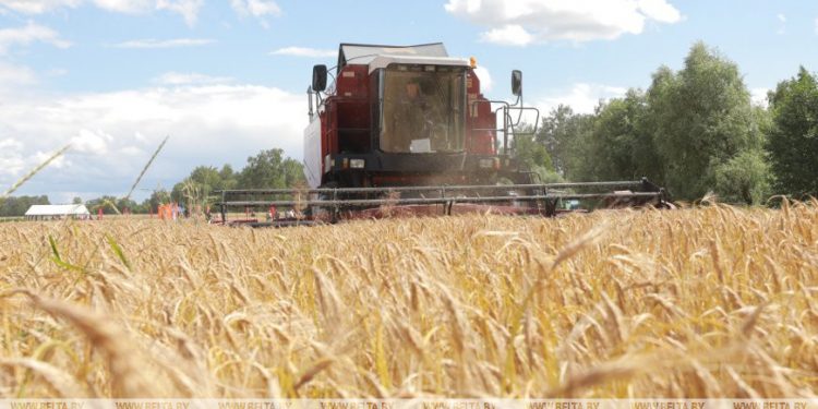 Belarus fulfills over 95% of grain procurement plan