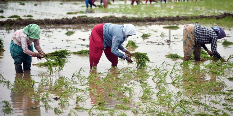 Rs 1,000 cr paid to 41,084 farmers for procurement of paddy on MSP: Centre