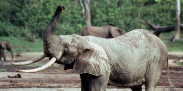 16th-Century Shipwreck’s Cargo of Elephant Ivory Analyzed