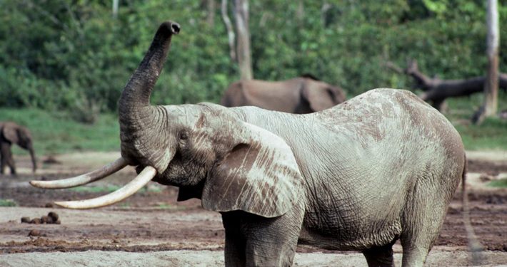 16th-Century Shipwreck’s Cargo of Elephant Ivory Analyzed