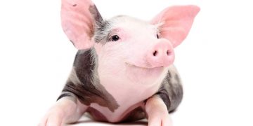 USDA Hogs & Pigs: US hog inventory down 1%