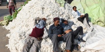 Cotton procurement hit : The Tribune India