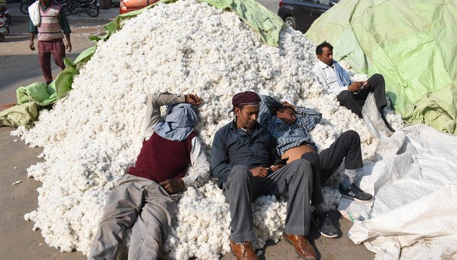 Cotton procurement hit : The Tribune India