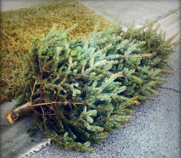 Recycling Christmas Trees/File photo