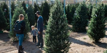 Here’s where to recycle your used Christmas tree