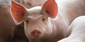 United States hog inventory down 1 percent