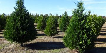 Allen County offering free Christmas tree recycling