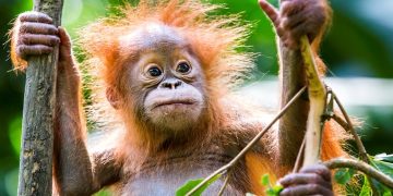 Unilever unveils deforestation-free supply chain promise