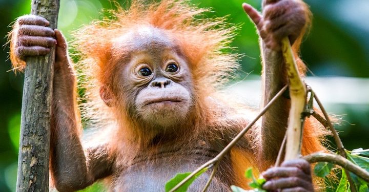 Unilever unveils deforestation-free supply chain promise