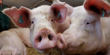 UFU encourage members to complete annual animal inventories online before December 30