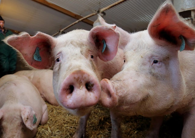 Pigs on Norman Robson's farm, Doagh. Picture: Cliff Donaldson