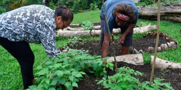 Amid pandemic, Pacific islands work to offset food shortages supply chain Islands pandemic Pacific residents