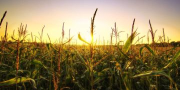 Shifting to the Post-Pandemic World: What Does It Mean for the Food Supply Chain?