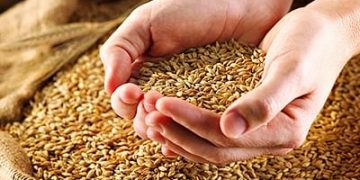 Madhya Pradesh 2020-21 key Kharif crop procurement at 1.4 mln ton