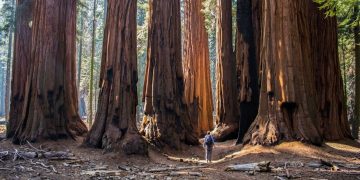 How curators transferred Sequoia and King’s Canyon National Parks’ archives to escape wildfires