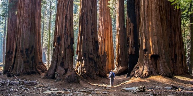 How curators transferred Sequoia and King’s Canyon National Parks’ archives to escape wildfires