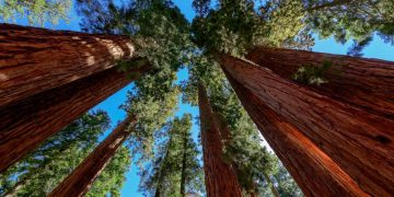 California National Parks’ Archives Are Saved From Wildfires