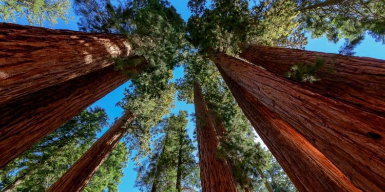 California National Parks’ Archives Are Saved From Wildfires