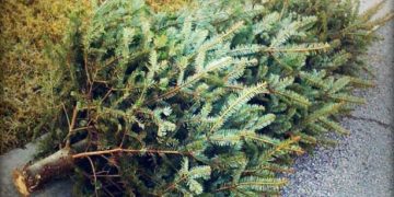 A Guide to Recycling Your Christmas Tree
