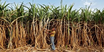 Initiative Towards Securing The Future Of Sustainability In Sugarcane Supply Chain Sector In India