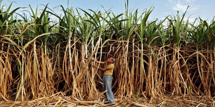 Initiative Towards Securing The Future Of Sustainability In Sugarcane Supply Chain Sector In India