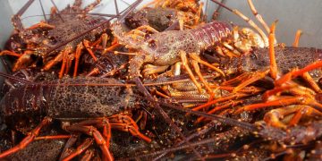NZ crayfish in hot demand in China, selling for $100, as China-Australia relations sour