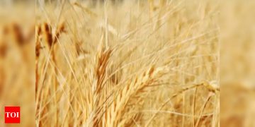 Uttar Pradesh: 6,000 wheat procurement centres to be set up this year | Lucknow News