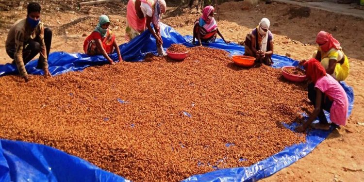 Chhattisgarh Tops in Minor Forest Produce Procurement – Yahoo India News