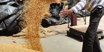 In Punjab, record procurement amid lockdown : The Tribune India