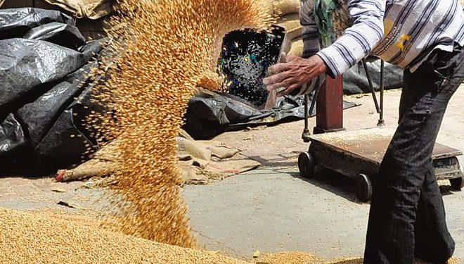 In Punjab, record procurement amid lockdown : The Tribune India