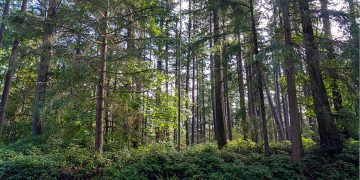 Weyerhaeuser campus clash in Federal Way continues over warehouse plan