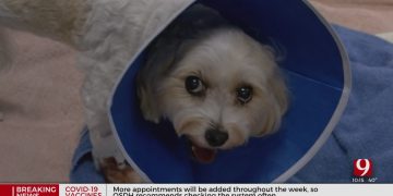 Local Vet Hospital Asking For Dog, Cat Blood Donors After Pandemic Interrupts Supply Chain