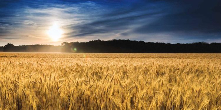 Short film showcases U.S. wheat supply chain | Grains and row crops