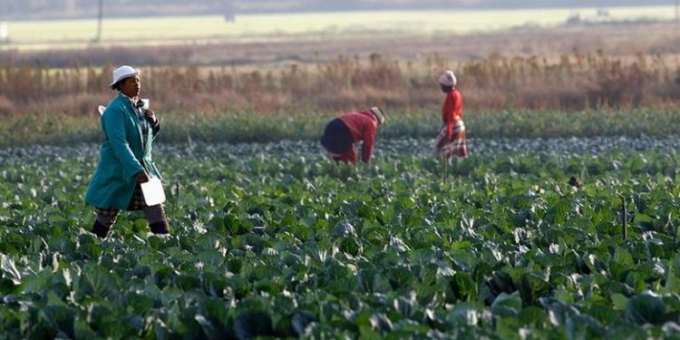 Agricultural Supply Chain Service Market is Rapidly Growing with Huge Application Scope & Opportunities by 2021-2028 – KSU