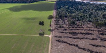 British public ‘overwhelmingly’ backs robust supply chain deforestation laws