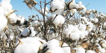 CCI almost stops procurement as cotton prices rise up to Rs 6,000/quintal
