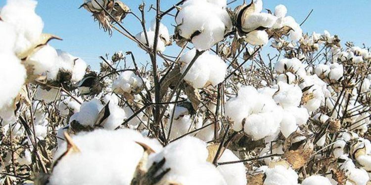 CCI almost stops procurement as cotton prices rise up to Rs 6,000/quintal