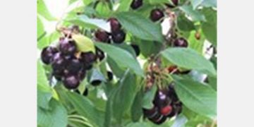 Australian cherry growers try to make the most of 2020 season