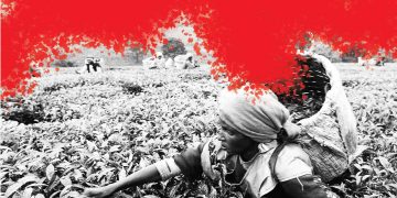 Blood on the Tea Leaves: Kenyan Workers Demand Reparations From Unilever