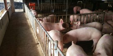 Pig outlook: Lean hog futures bulls come back to life
