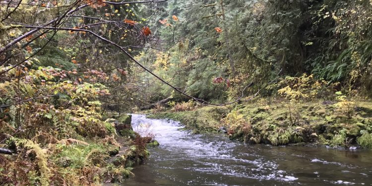 Polarized Groups Unite to Protect Rivers and Salmon